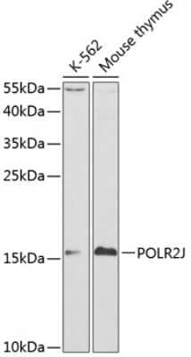 Western Blot: POLR2J AntibodyBSA Free [NBP2-93617]