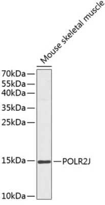 Western Blot: POLR2J AntibodyBSA Free [NBP2-94566]