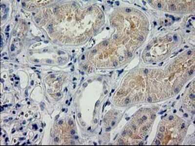 Immunohistochemistry-Paraffin: POLR2J2 Antibody (OTI3G4) [NBP2-03649]