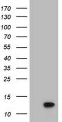 Western Blot: POLR2J2 Antibody (OTI3G4) [NBP2-03649]