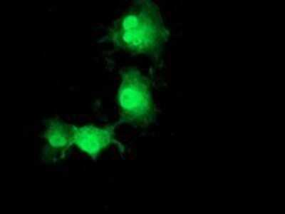 Immunocytochemistry/ Immunofluorescence: POLR2J2 Antibody (OTI3G4) - Azide and BSA Free [NBP2-73520]