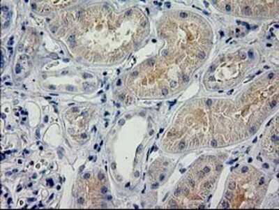 Immunohistochemistry: POLR2J2 Antibody (OTI3G4) - Azide and BSA Free [NBP2-73520]