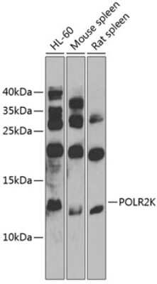 Western Blot: POLR2K AntibodyBSA Free [NBP2-93400]