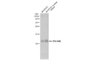 Western Blot: POLR2K Antibody [NBP3-13147]