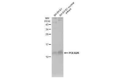 Western Blot: POLR2K Antibody [NBP3-13148]