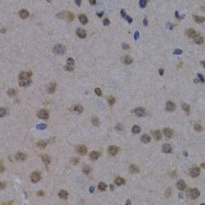 Immunohistochemistry-Paraffin: POLR2L Antibody - BSA Free [NBP2-93863]