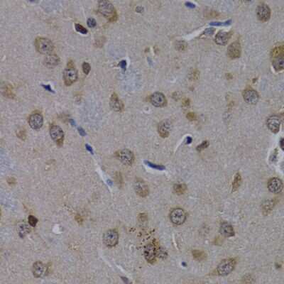 Immunohistochemistry-Paraffin: POLR2L Antibody - BSA Free [NBP2-93863]