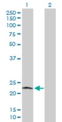 Western Blot: POLR2L Antibody [H00005441-D01P]