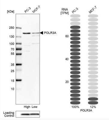 Western Blot: POLR3A Antibody [NBP1-83204]