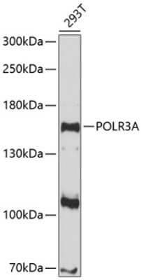 Western Blot: POLR3A AntibodyAzide and BSA Free [NBP2-94211]