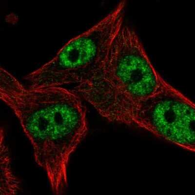 Immunocytochemistry/ Immunofluorescence: POLR3D Antibody [NBP2-49530]