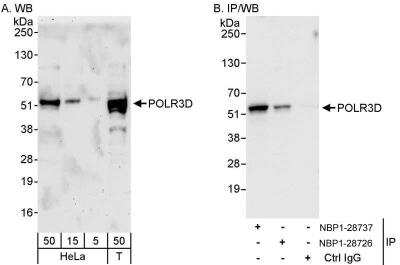 Western Blot: POLR3D Antibody [NBP1-28737]