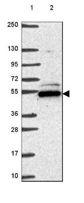 Western Blot: POLR3D Antibody [NBP2-49530]