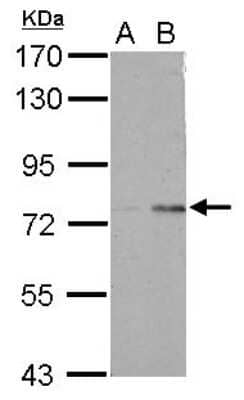 Western Blot: POLR3E Antibody [NBP2-19886]