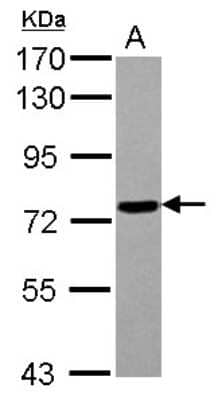 Western Blot: POLR3E Antibody [NBP2-19887]