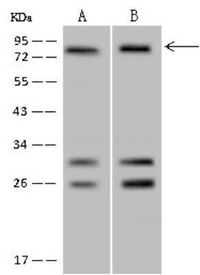 Western Blot: POLR3E Antibody [NBP2-97859]