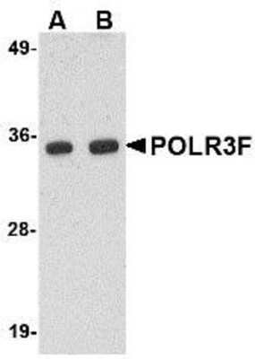 Western Blot: POLR3F AntibodyBSA Free [NBP1-76929]