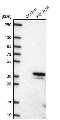 Western Blot: POLR3F Antibody [NBP2-47328]