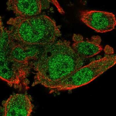 Immunocytochemistry/ Immunofluorescence: POLR3G Antibody [NBP2-55778]