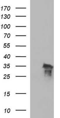 Western Blot: POLR3GL Antibody (OTI5E8)Azide and BSA Free [NBP2-73523]