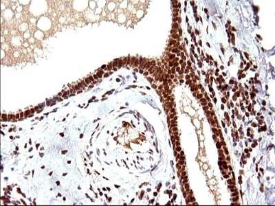 Immunohistochemistry: POLR3GL Antibody (OTI5E8) [NBP2-45367]