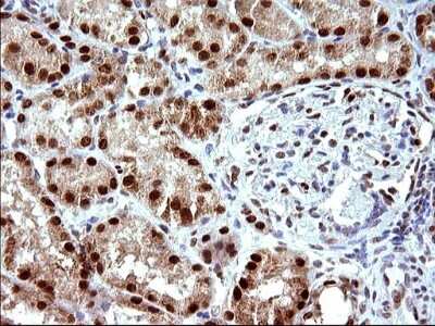 Immunohistochemistry: POLR3GL Antibody (OTI5E8) [NBP2-45367]