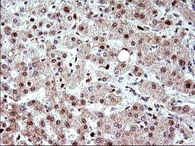 Immunohistochemistry: POLR3GL Antibody (OTI5E8) [NBP2-45367]