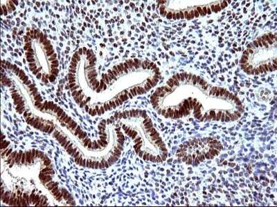 Immunohistochemistry: POLR3GL Antibody (OTI5E8) [NBP2-45367]