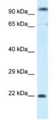 Western Blot: POLR3GL Antibody [NBP1-79826]