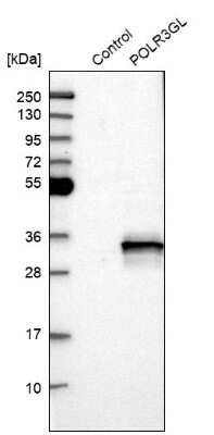 Western Blot: POLR3GL Antibody [NBP1-81997]