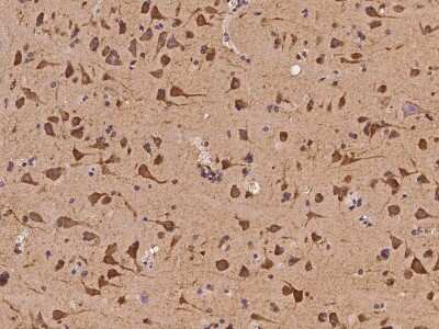 Immunohistochemistry-Paraffin: POLR3H Antibody [NBP2-98184]
