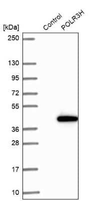 Western Blot: POLR3H Antibody [NBP2-13787]