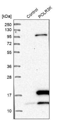 Western Blot: POLR3K Antibody [NBP1-80815]