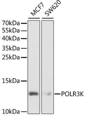 Western Blot: POLR3K AntibodyBSA Free [NBP2-94027]