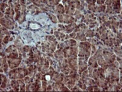 Immunohistochemistry: POMC Antibody (OTI2B2) [NBP2-45369]