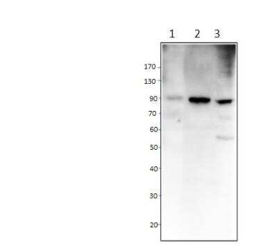 Western Blot: POMT2 Antibody [NBP3-12334]