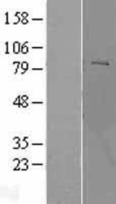 Western Blot: POMT2 Overexpression Lysate [NBL1-14602]