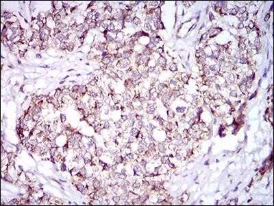 Immunohistochemistry-Paraffin: PON1 Antibody (4G8D3) - Azide and BSA Free [NBP2-80919]
