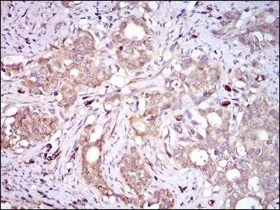 Immunohistochemistry-Paraffin: PON1 Antibody (4G8D3) - Azide and BSA Free [NBP2-80919]