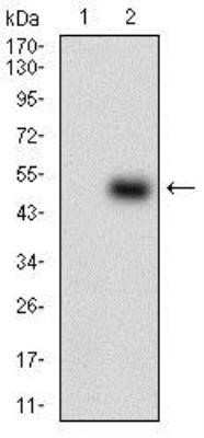 Western Blot: PON1 Antibody (4G8D3)Azide and BSA Free [NBP2-80919]