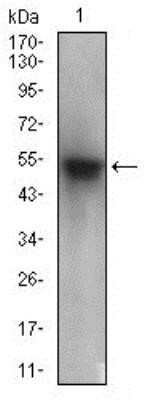 Western Blot: PON1 Antibody (4G8D3)Azide and BSA Free [NBP2-80919]