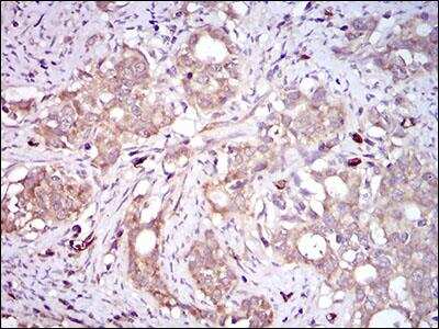 Immunohistochemistry: PON1 Antibody (4G8D3) [NBP2-23610]