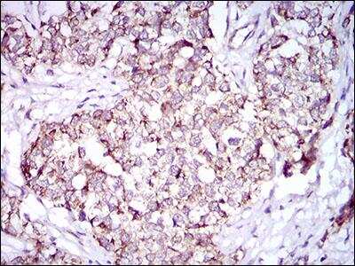 Immunohistochemistry: PON1 Antibody (4G8D3) [NBP2-23610]
