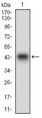 Western Blot: PON1 Antibody (4G8D3) [NBP2-23610]