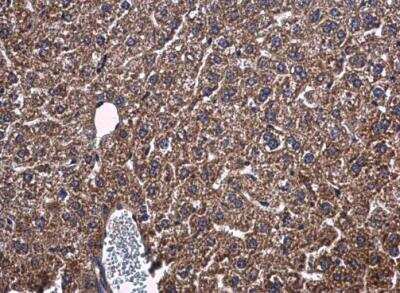 Immunohistochemistry-Paraffin: PON1 Antibody [NBP2-19893]