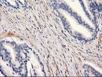 Immunohistochemistry: PON1 Antibody (OTI2D4) - Azide and BSA Free [NBP2-73526]