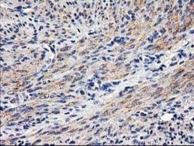 Immunohistochemistry: PON1 Antibody (OTI2D4) - Azide and BSA Free [NBP2-73526]