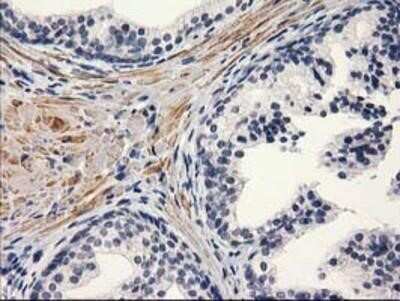 Immunohistochemistry: PON1 Antibody (OTI2D4) - Azide and BSA Free [NBP2-73526]