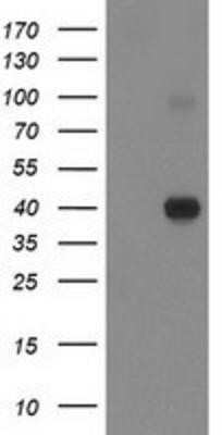 Western Blot: PON1 Antibody (OTI2D4)Azide and BSA Free [NBP2-73526]