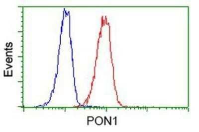 Flow Cytometry: PON1 Antibody (OTI2D4) [NBP2-03706]